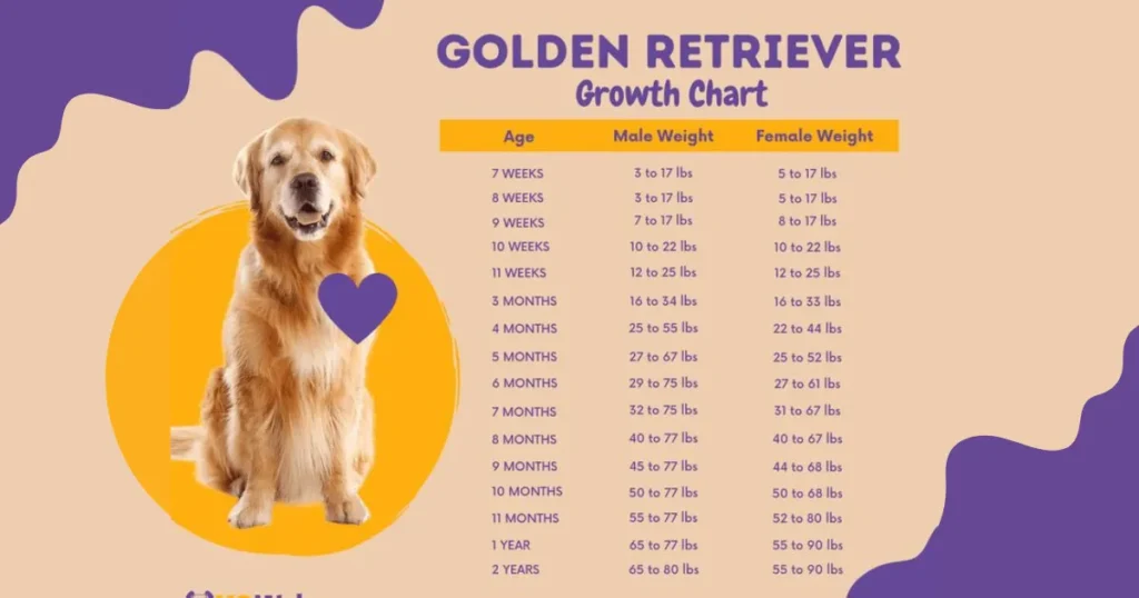 Golden Retrievers guide