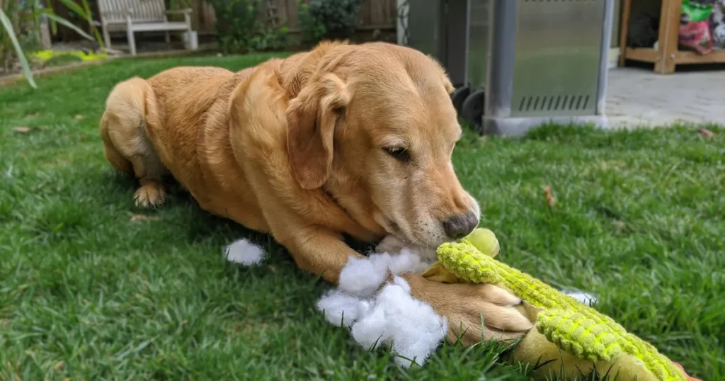Exercising Golden Retriever