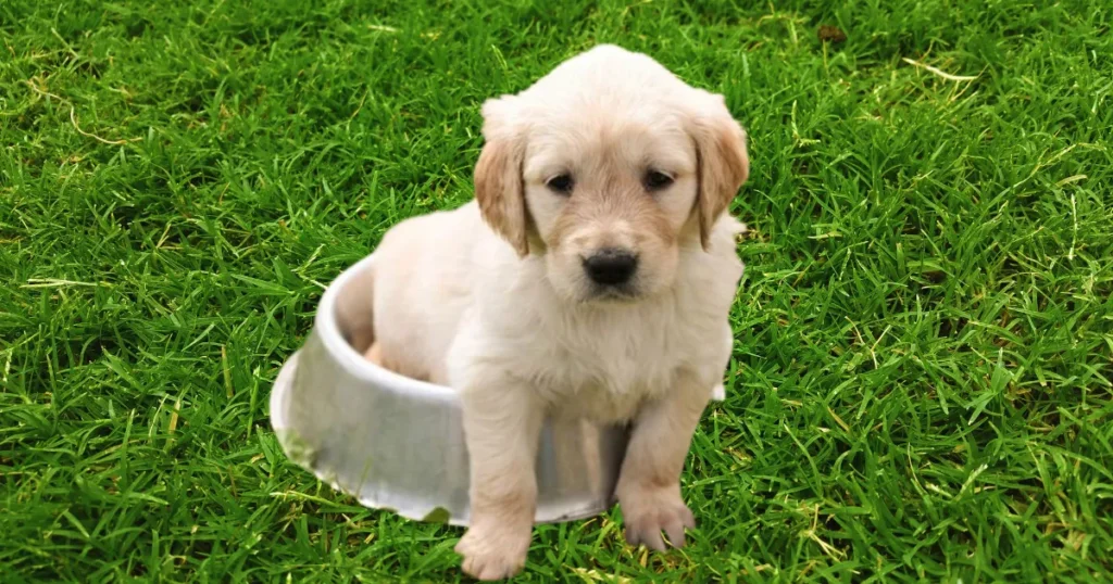Golden Retriever Puppies Food