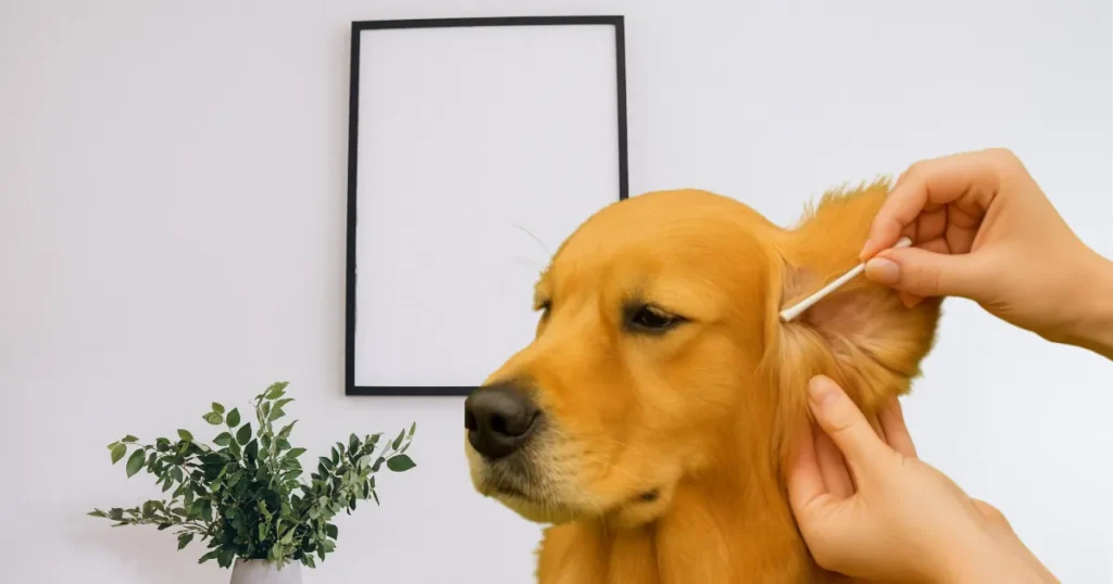 Ear Cleaning