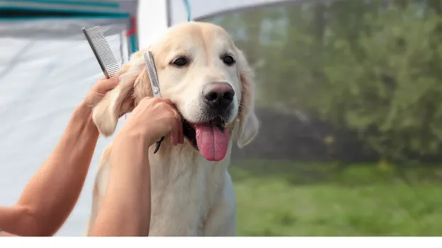Essential Grooming Tools for Golden Retrievers