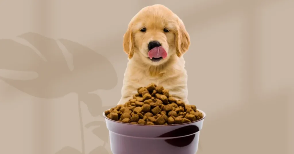 Golden Retriever Puppies 