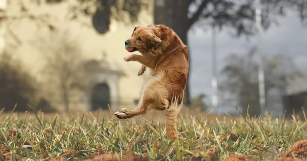 Right Resources for Golden Retriever