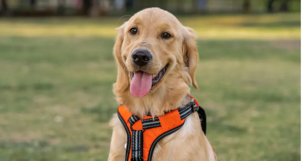 Golden Retriever Hunting