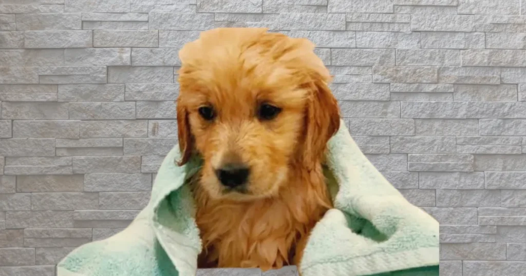 Golden Retriever Grooming