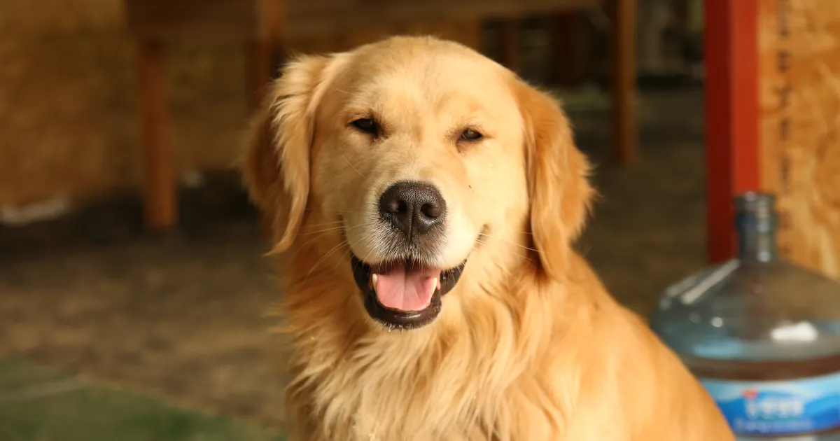 Exercising Golden Retriever