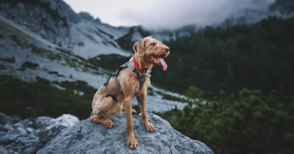 Golden Retriever hiking