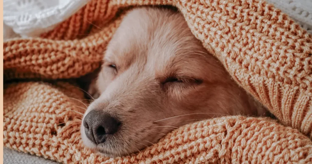 the best Golden Retrievers guide
