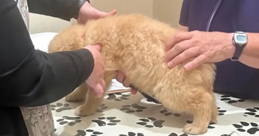 Golden Retriever Health
