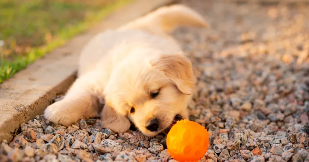 Golden Retriever Games