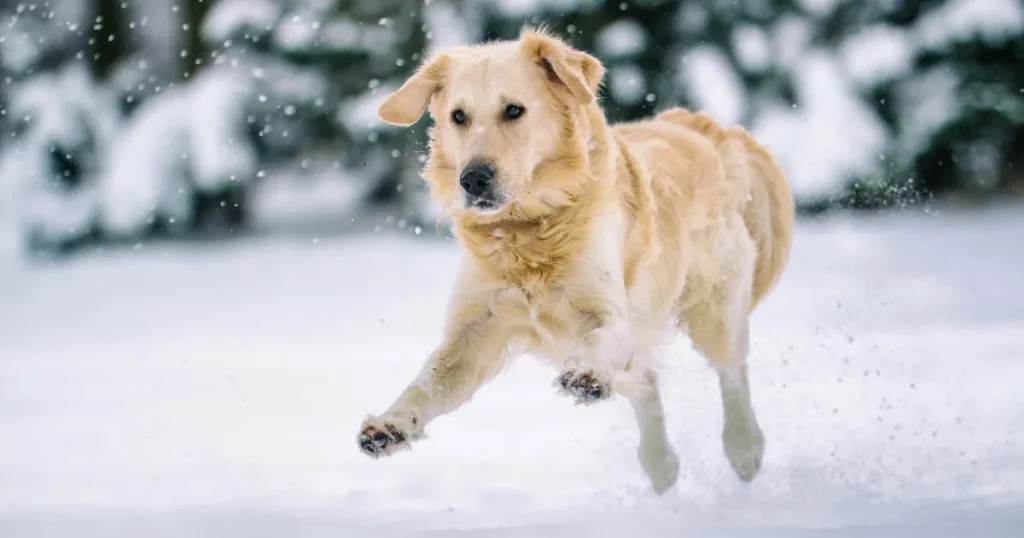 Golden Retriever running