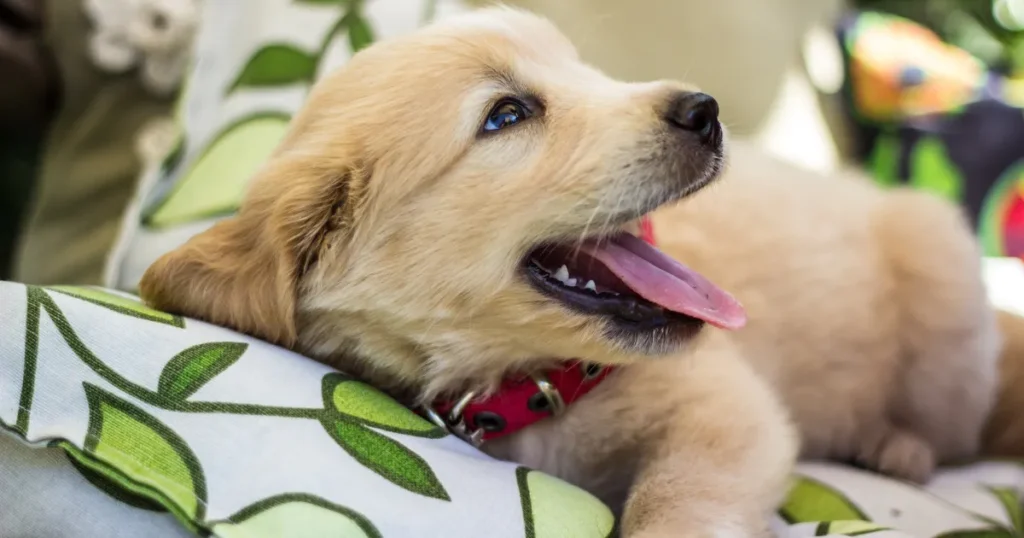 the best Golden Retrievers guide