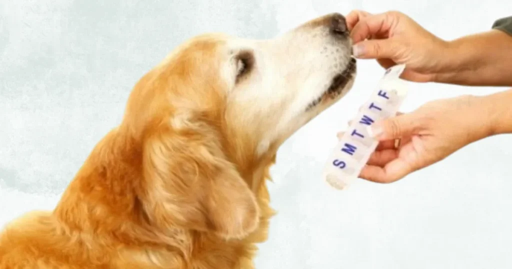 Spaying and Neutering
