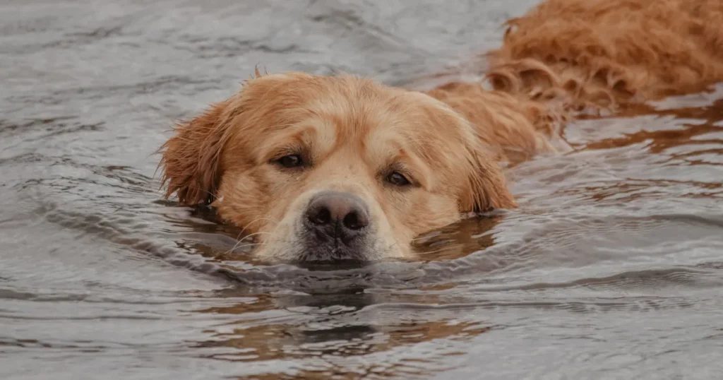 Swimming for Exercising Golden Retriever