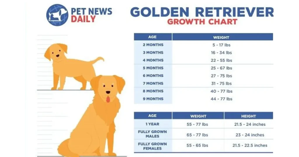 the best Golden Retrievers guide