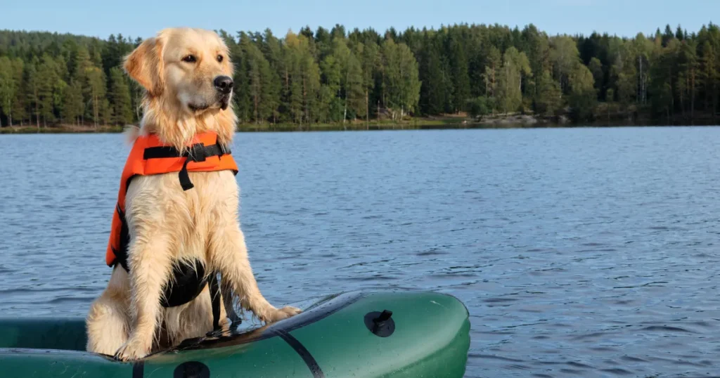 Golden Retriever Try jumping off a dock