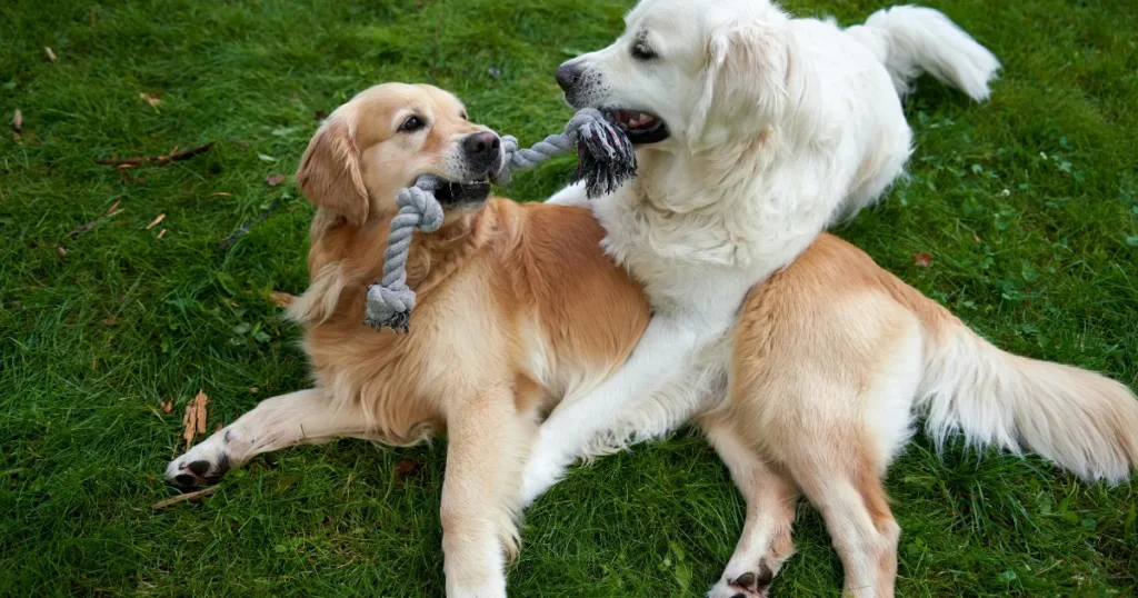 Tug to War for Exercising Golden Retriever 