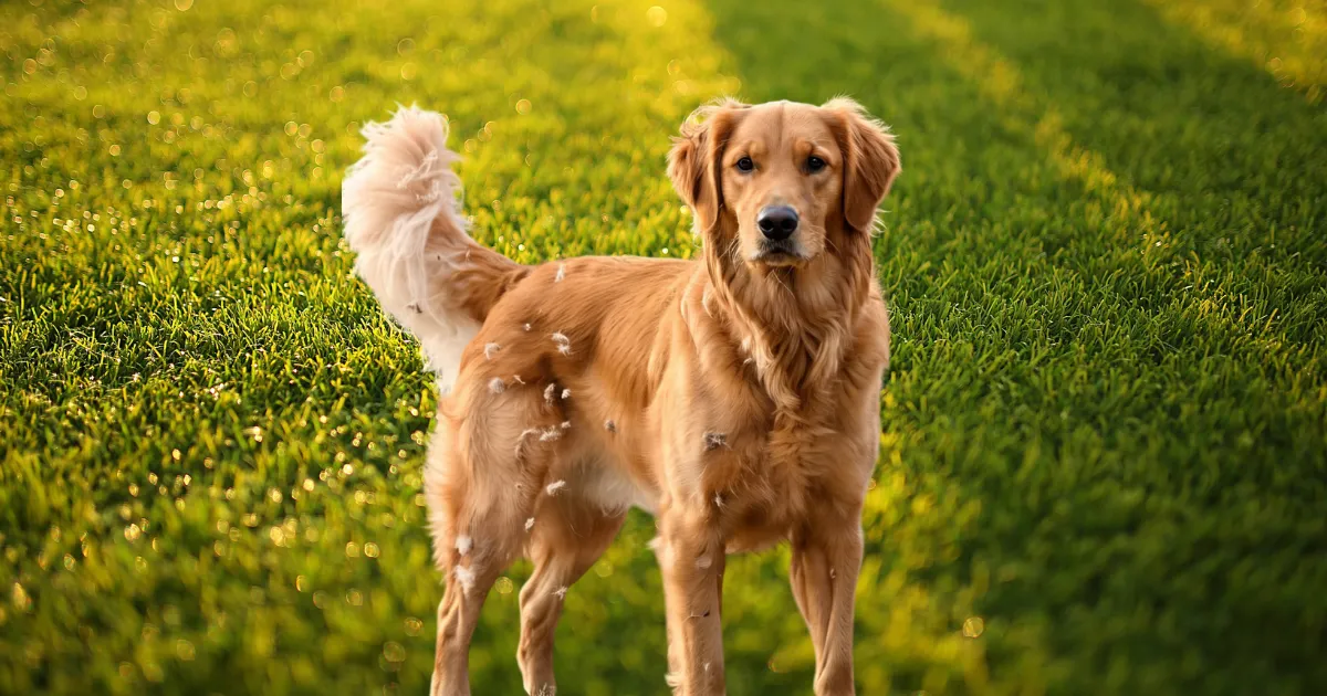 Grooming Needs of Golden Retrievers
