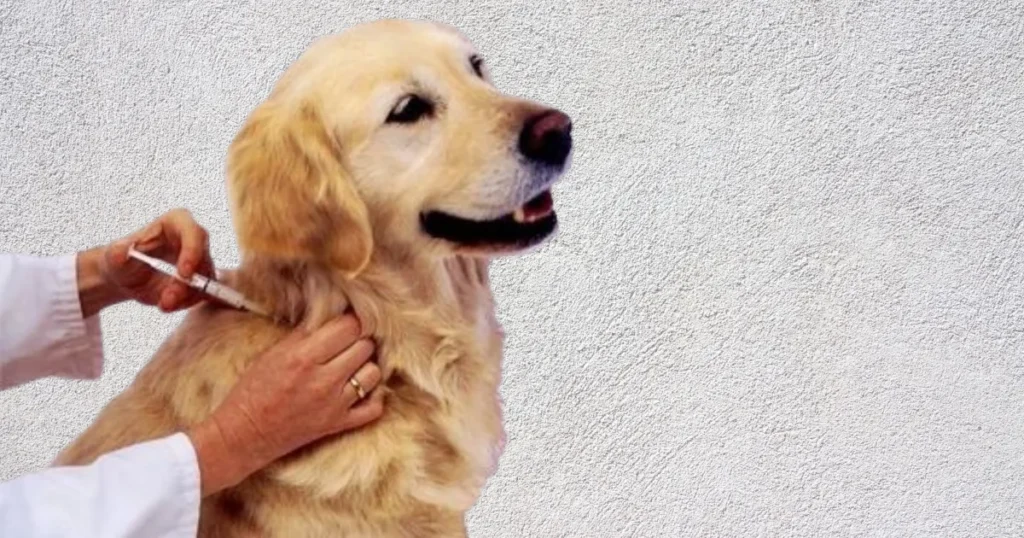 Golden Retriever Health