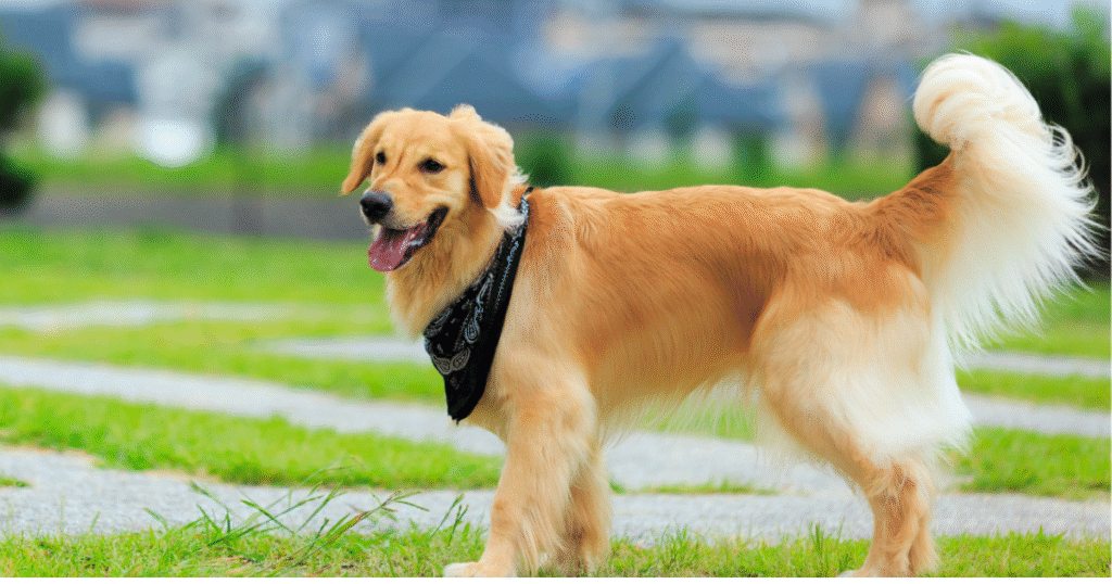 Walk for Exercising Golden Retriever