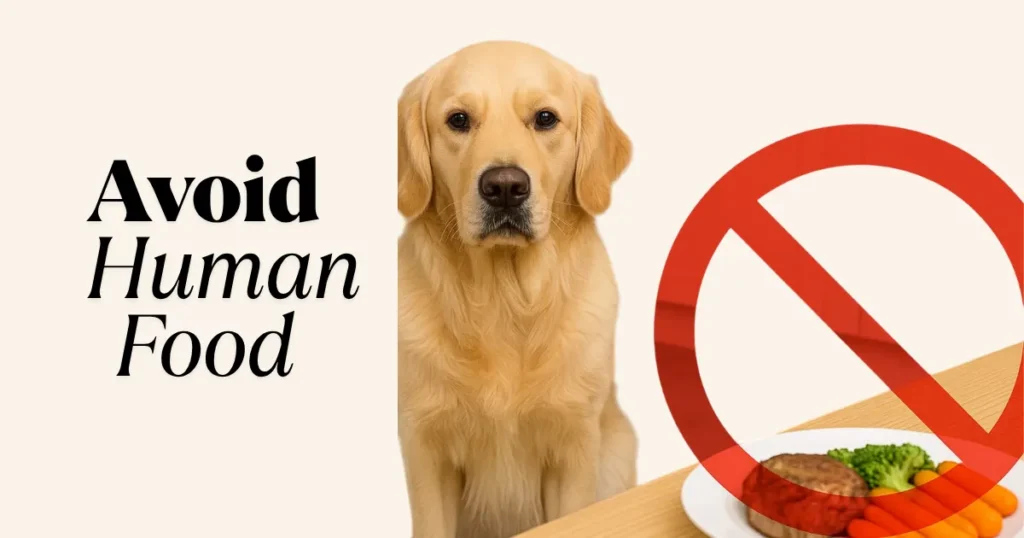 way Switch Golden Retrievers Diet