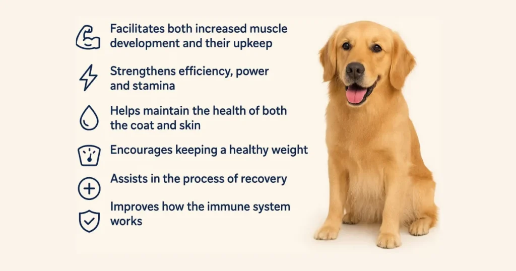 High-Protein Diet for Golden Retrievers