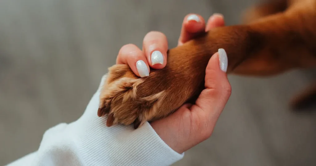 way to Trim Golden Retrievers Nails