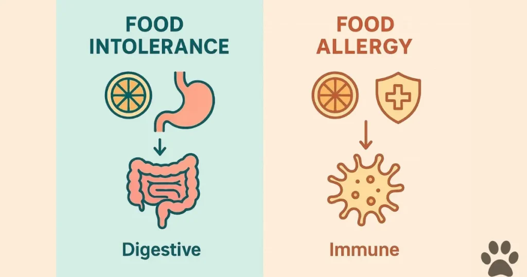Food Intolerance Dogs: Food Intolerance vs. Food Allergy: A Critical Distinction