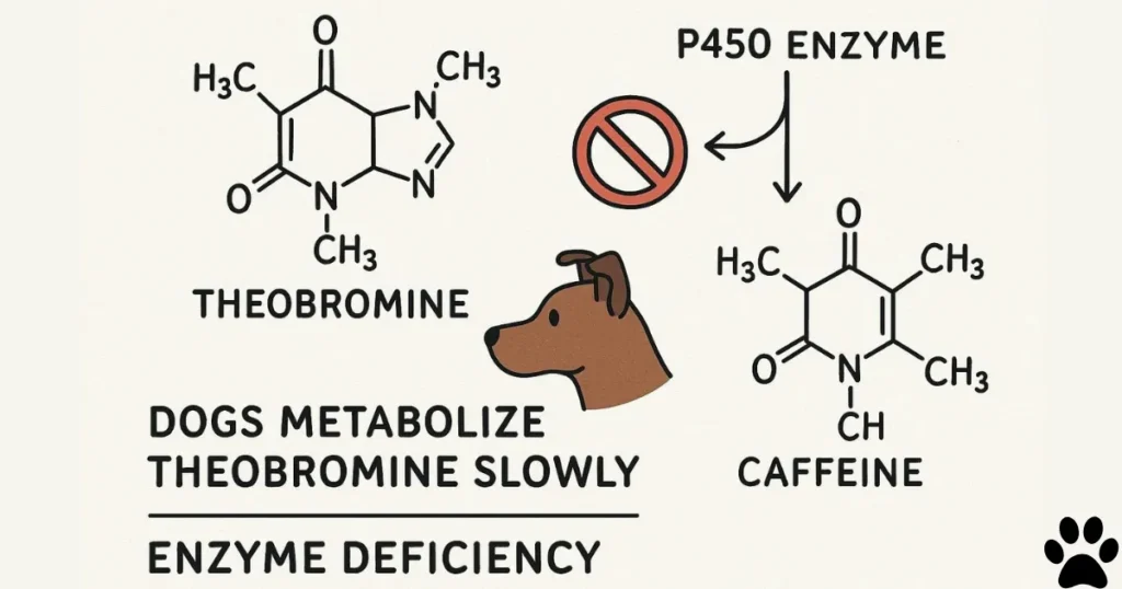 Foods Harmful To Dogs: Methylxanthine Toxins