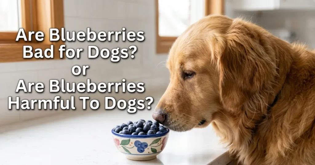 Are Blueberries Bad For Dogs
