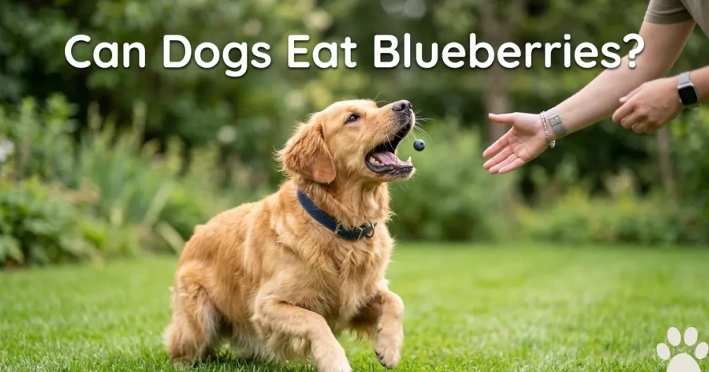Can Dogs Eat Blueberries