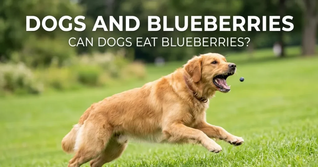 Dogs and Blueberries