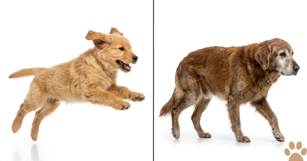Hip Problems in Dogs: Hip dysplasia in dogs shown across puppy and senior Golden Retriever life stages