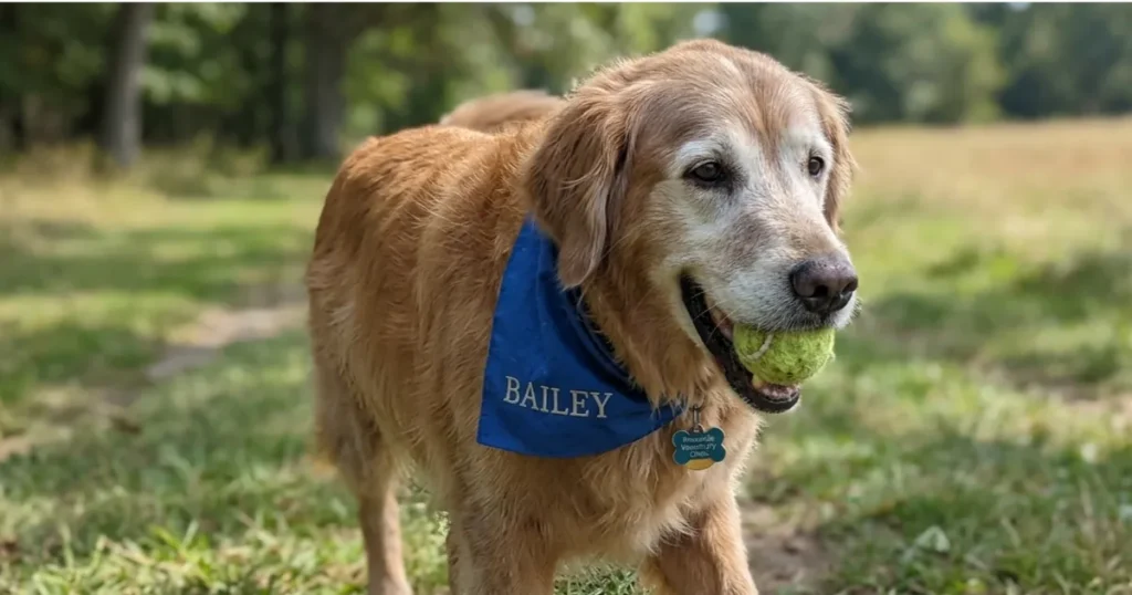 Average Life Expectancy of a Golden Retriever: Senior golden retriever living beyond the average life expectancy with good care