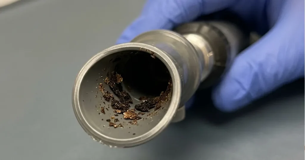 Ear Mite Treatment Dogs: Dark coffee-ground debris typical of ear mites in dogs on a swab
