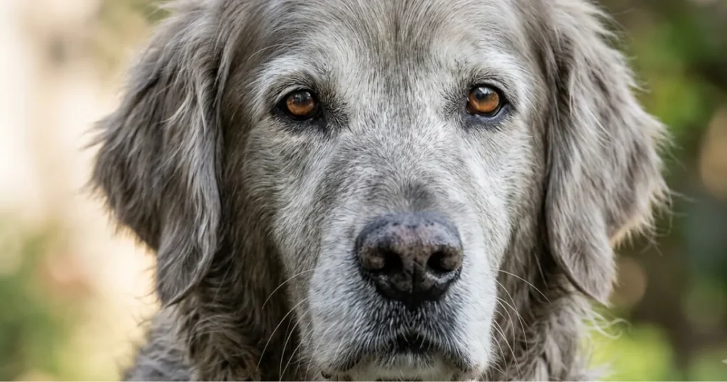 Hand Signals for Deaf Dogs: Senior dog hearing loss usually comes on gradually as the inner ear ages